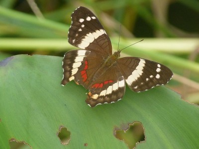 Kooperativer Schmetterling