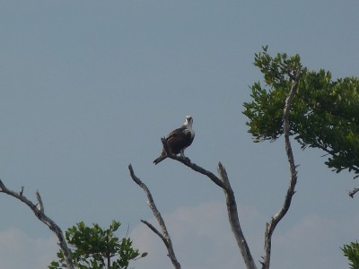 Seeadler