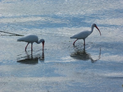 Ibisse am Strand.